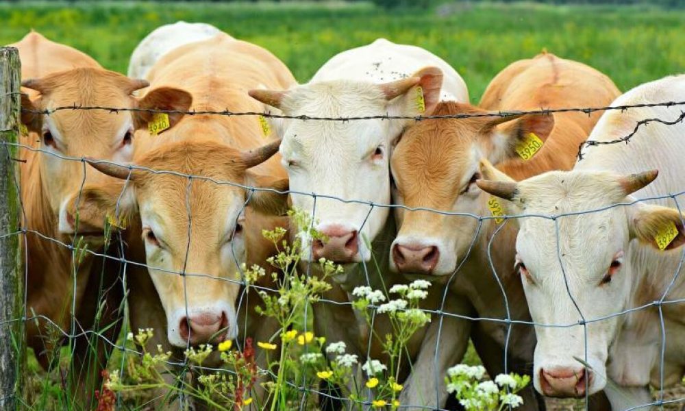 lotes-de-gado-de-corte-768x512